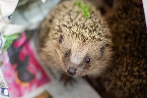 Curious Hedgehog Stock Photos