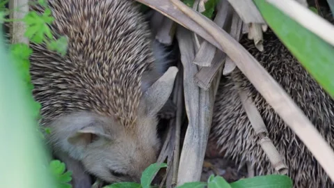 Curious Hedgehog Sniffing in Grass and Looking at Camera Stock Footage 334427482
