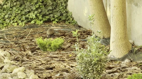 Curious Hedgehog Wanders Through Peaceful Garden Bed By Ivy Wall Stock Footage 336939077