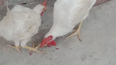 Curious Hen Pecking and Searching for Something on the Ground Stock Footage 346428002