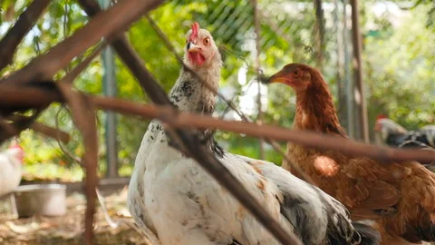 Curious hens are looking at the camera. Slow motion. Outdoors Stock Footage 124641195