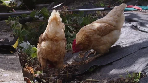 Curious hens of various colours graze and forage in a domestic garden setting Stock Footage 344301628