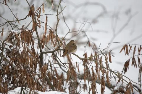 Curious Hermit Thrush Stock Photos