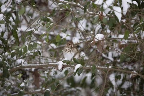 Curious Hermit Thrush Stock Photos