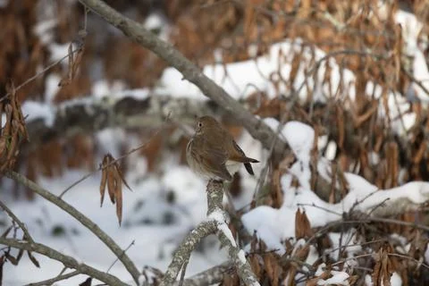 Curious Hermit Thrush Stock Photos