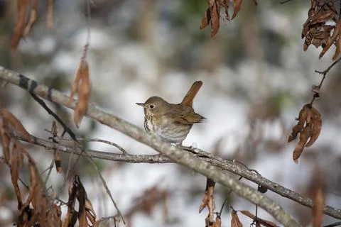 Curious Hermit Thrush in the Snow Stock Photos