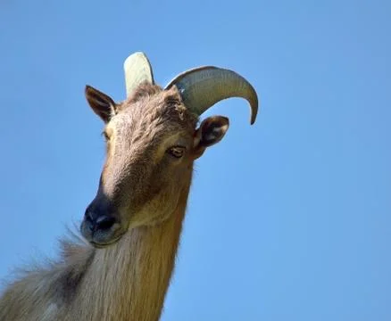 A curious himalayan thar Stock Photos