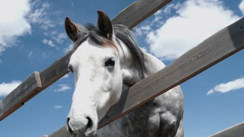 Curious Horse, 4K Stock Footage 137016030
