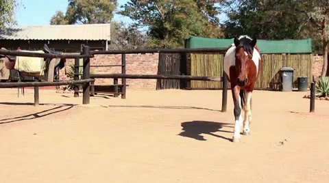 A curious horse Stock Footage 51718157