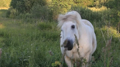 Curious horse Stock Footage 97224893