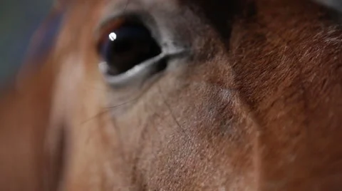 Curious horse inspecting camera in macro - 3 shots 動画素材 40667367