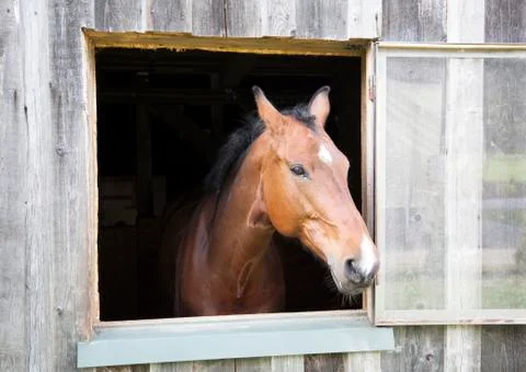Curious horse Stock Photos