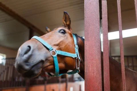 Curious horse Stock Photos