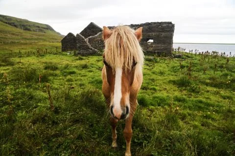 A curious horse 스톡 사진