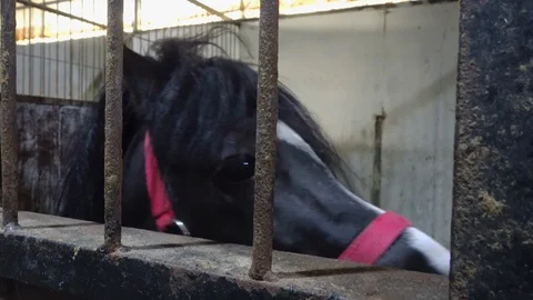 Curious horse in the stable Stock Footage 107620160