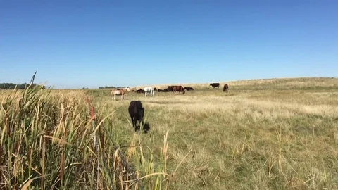 Curious Horse Walks Up 動画素材 79995494