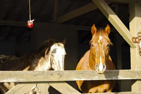 Curious Horses at the Stable Stock Photos