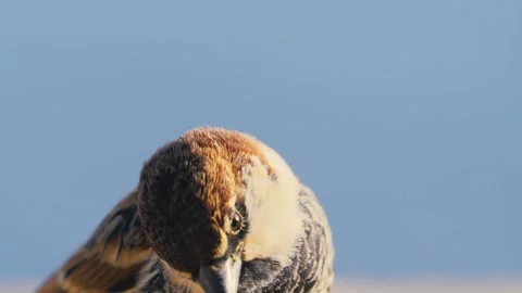 Curious House Sparrow Moving Its Head Against Clear Blue Sky Stock Footage 340555850