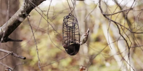 Curious house sparrows exploring garden bird feeder Stock Footage 321007550