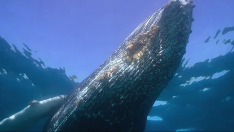 Curious humpback whale swimming up to the surface Vídeos de archivo 334987485