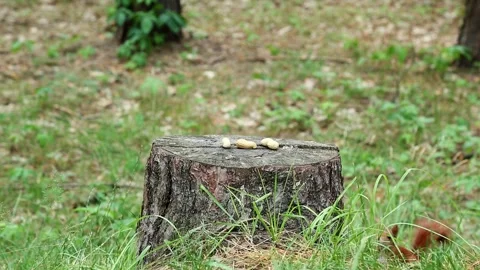 Curious hungry brown squirrel runs to stump for nut escapes Stock Footage 313087393