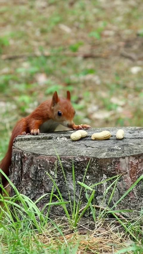 Curious hungry red squirrel takes ground nut on stump runs to wild Stock Footage 313306612