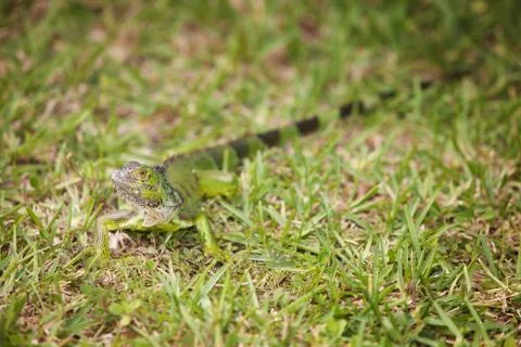Curious Iguana in the Grass Foto stock