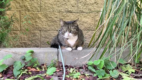 Curious indoor tabby cat exploring outdoor environment on a leash. 库存影片 343635162