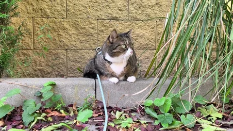 Curious indoor tabby cat exploring outdoor environment on a leash. 库存影片 343635178