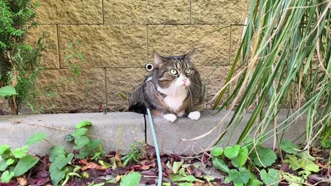 Curious indoor tabby cat exploring outdoor environment on a leash. 库存影片 343635203