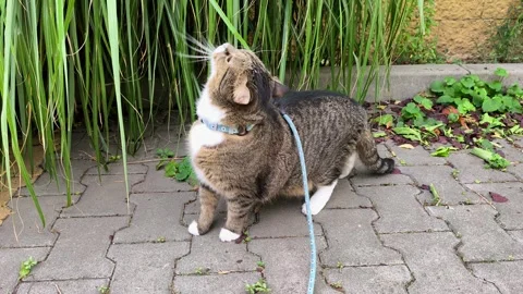 Curious indoor tabby cat looking around and chewing grass outdoors. 库存影片 343635401