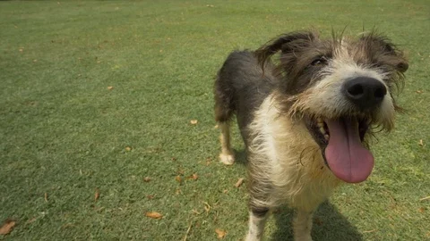 Curious Irish wolfhound cross breed with large tongue and wind-blown hair Stock Footage 106039097