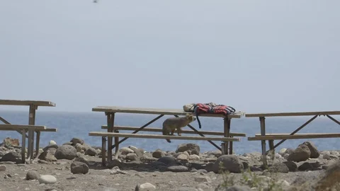 Curious Island Fox Checking Out Backpack Channel Islands National Park 스톡 동영상 121526512