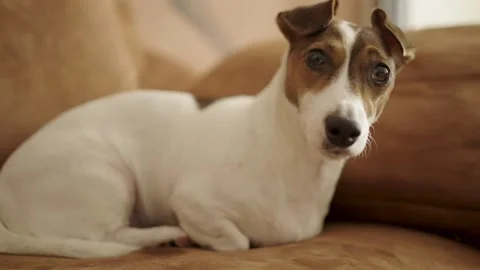 Curious Jack Russell Terrier Looking at Camera While Lying on Sofa. A portr.. Stock Footage 331971615
