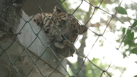 Curious Jaguar Looking At Camera Stock Footage 97885499
