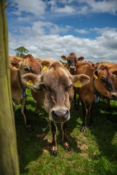 Curious Jersey Dairy Cows Crowd Together Grazing in a Rural Cornish field Stock Photos