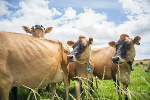 Curious Jersey Dairy Cows With Tracking Collars Grazing in a Lush Cornwall .. Stock Photos