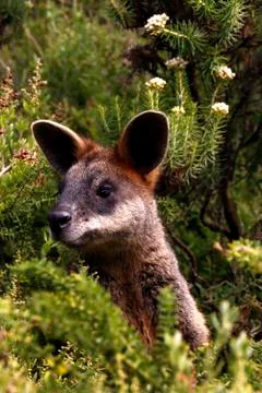 Curious Kangaroo Stock Photos