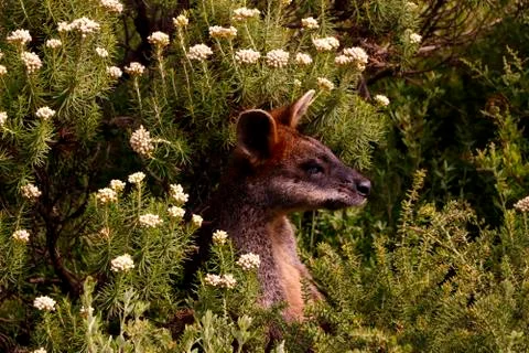 Curious Kangaroo Stock Photos