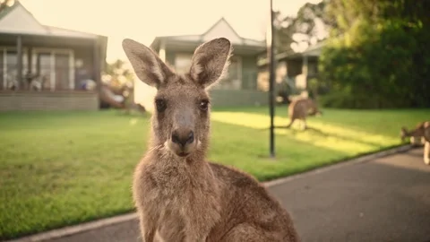 A curious kangaroo stands in the foreground, gazing directly into the camera Stock-Footage 307276643