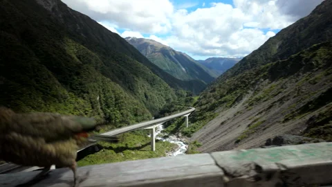 Curious kea parrot on railing preening feathers in mountain valley Stock Footage 326504076