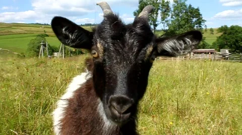 Curious kid Stock Footage 695864