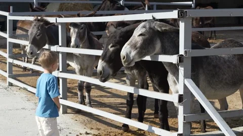 Curious kid interacts with gray donkey at farm, Family visits rustic petting Video stock 321817186