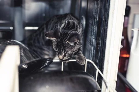 Curious kitten climbing into a dishwasher Stock Photos