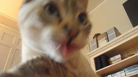 Curious Kitten Close Up Stock Footage 10886824