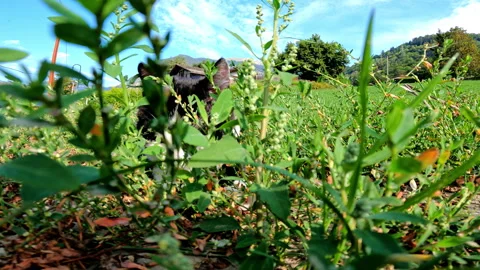 Curious Kitten Discovering Grass and Plants Outdoors for the First Time Stock Footage 342491622