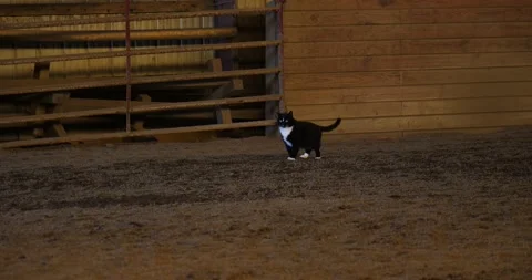 Curious Kitten Exploring Country Farm black cat Stock Footage 237691863