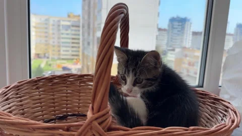 Curious Kitten Exploring a Cozy Woven Basket During a Soft Afternoon Light Stock Footage 286371749