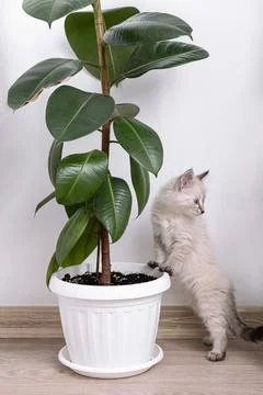 Curious kitten exploring a ficus rubber plant in a white pot 스톡 사진