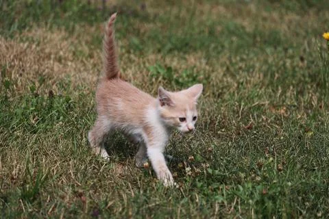Curious kitten exploring green grass on a sunny day Stock Photos
